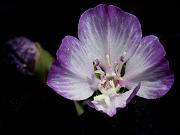 Purple Clarkia, Clarkia purpurea